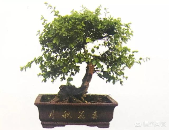 灰叶锦鸡儿:锦鸡儿（雀梅）该怎么制作盆景？