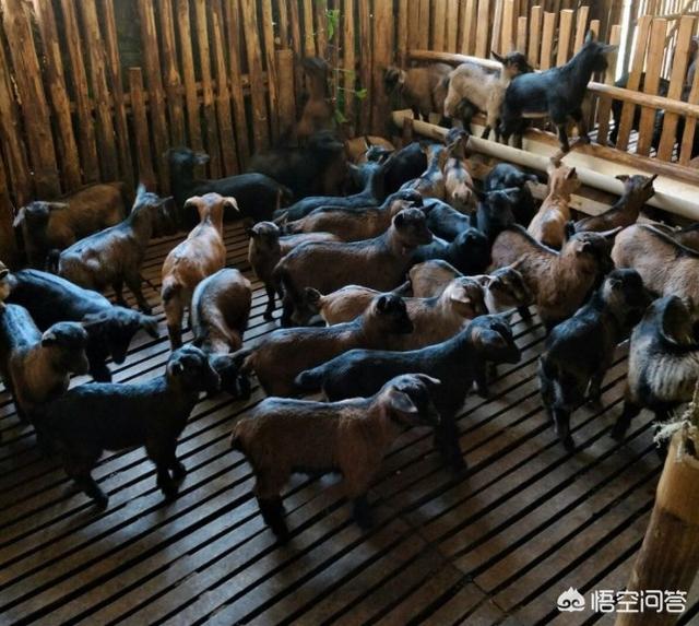 羊能吃动物性饲料么:养猪和养山羊一起养可以吗？在南方的山丘里面养殖合适吗？
