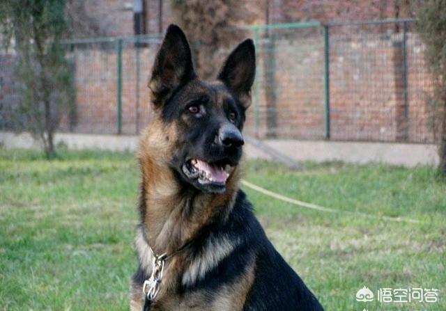 上虞德国牧羊犬论坛:德国牧羊犬有什么不好的历史吗？为什么？
