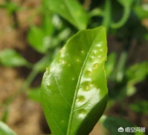 头条问答 - 茶花叶片背面长锈,叶片往下翻是怎么回事?(8个回答)