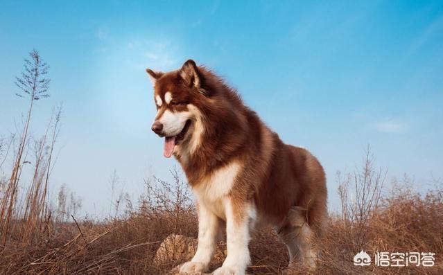 圣伯纳德犬运动量大吗:哪些品种狗狗的食量很大？ 圣伯纳德犬是名狗吗