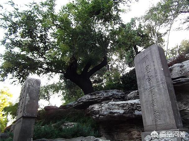 景山公园那棵崇祯皇帝上吊的歪脖树还在吗