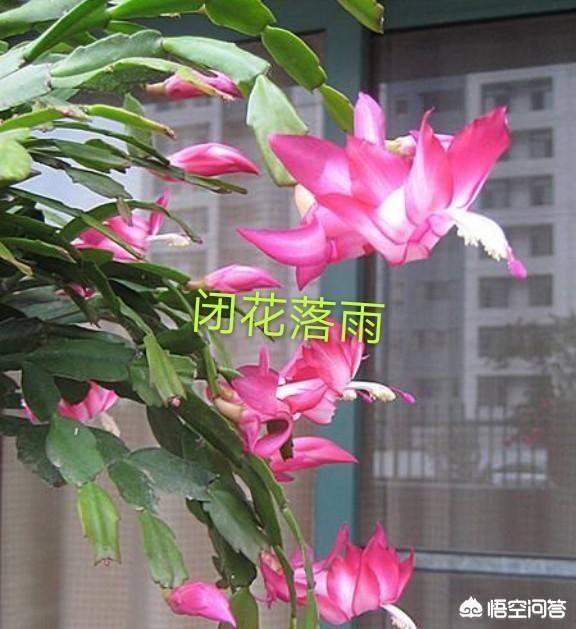 如何修剪开完花的蟹爪兰？