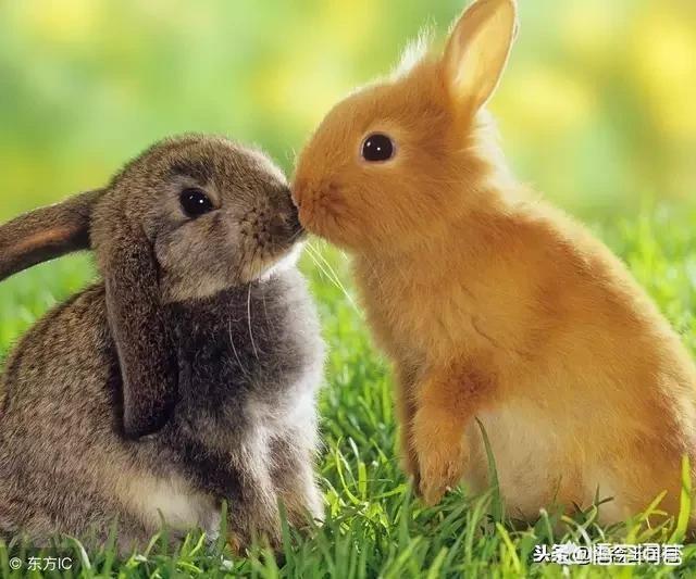 小兔子吃萝卜:兔子真的喜欢吃胡萝卜吗？