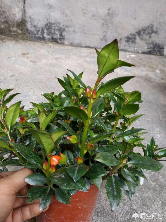 金鱼草怎么养开花:一年的金鱼吊兰，想让它开花，该怎么办？
