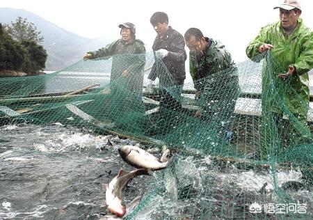 湖北搞什么家庭养殖业比较赚钱:在湖北襄阳能做什么小型养殖项目？