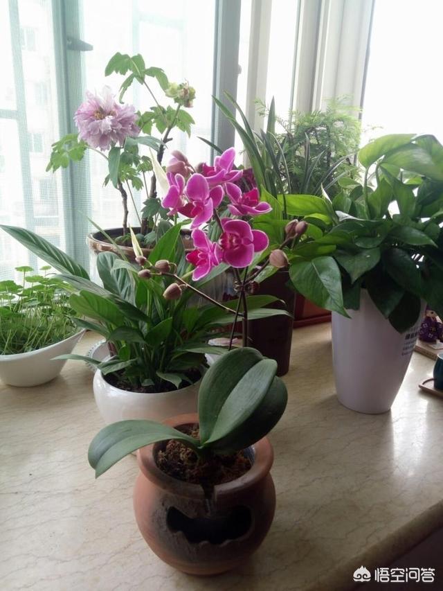 刚种的小叶桢楠树苗叶子发蔫:栀子花叶子蔫了如何补救？日常如何养护？