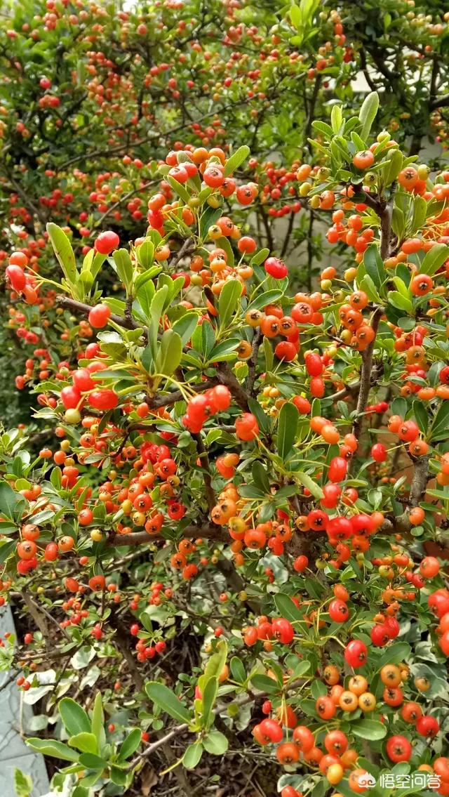 沙棘与春季养生,沙棘是一种什么植物?有哪些功效?