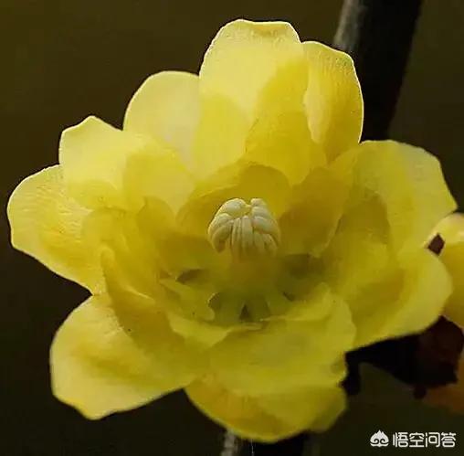 《赠刘景文》这首诗想表达的意思是什么？