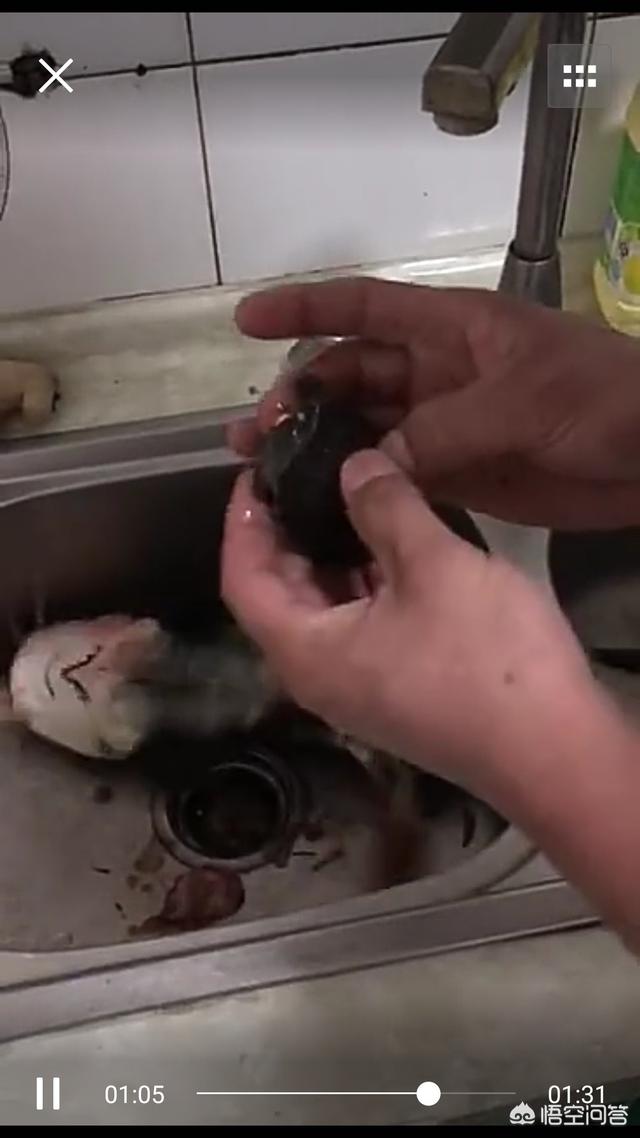 猪鼻子龟开食:最佳观赏淡水猪鼻龟如何饲养？
