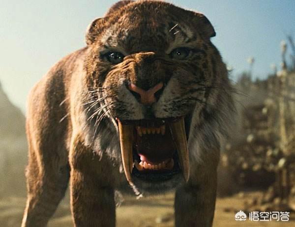 剑齿虎这么强大为何灭绝了?老虎不如剑齿虎为何没有灭绝呢?