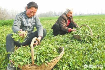 芥菜的营养价值有多高，荠菜是一种高纤维、高收益的野菜，该如何栽培？