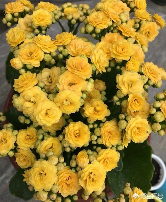 八爪金盘花卉的施肥:八角金盘施肥技巧 近年来花卉市场上长寿花很受欢迎，种植长寿花应该怎样施肥呢？
