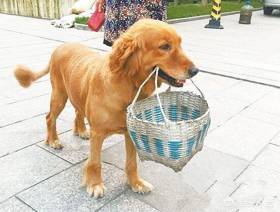 宠物狗古牧犬图片:农村养宠物狗有哪些品种推荐？