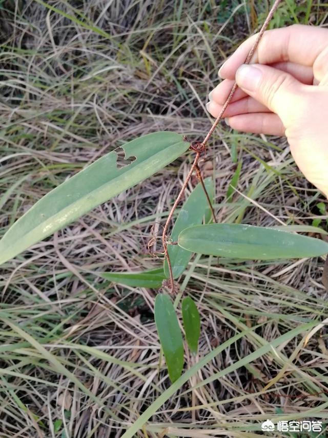 宽筐蛇尾:农村里这种藤蔓植物叫什么？好像可以挖它的根块做药材？