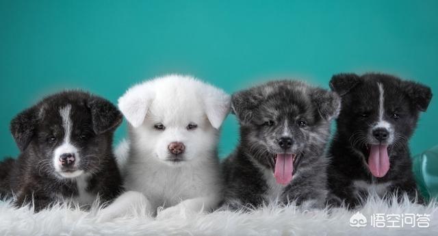 金毛犬性格特点友善吗:养金毛犬公的好还是母的好？