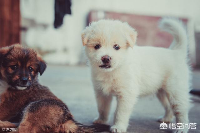 银狐犬智商:什么品种的狗狗，最爱记仇呢？