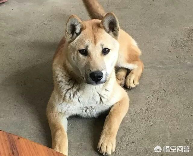 土狼狗图片:土狼狗图片大全 养土狗是一种怎样的体验？