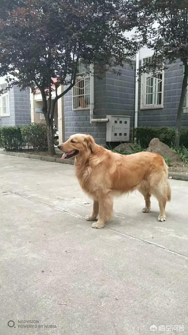 金毛拐卖牧羊犬电影:为什么金毛死亡率那么高？