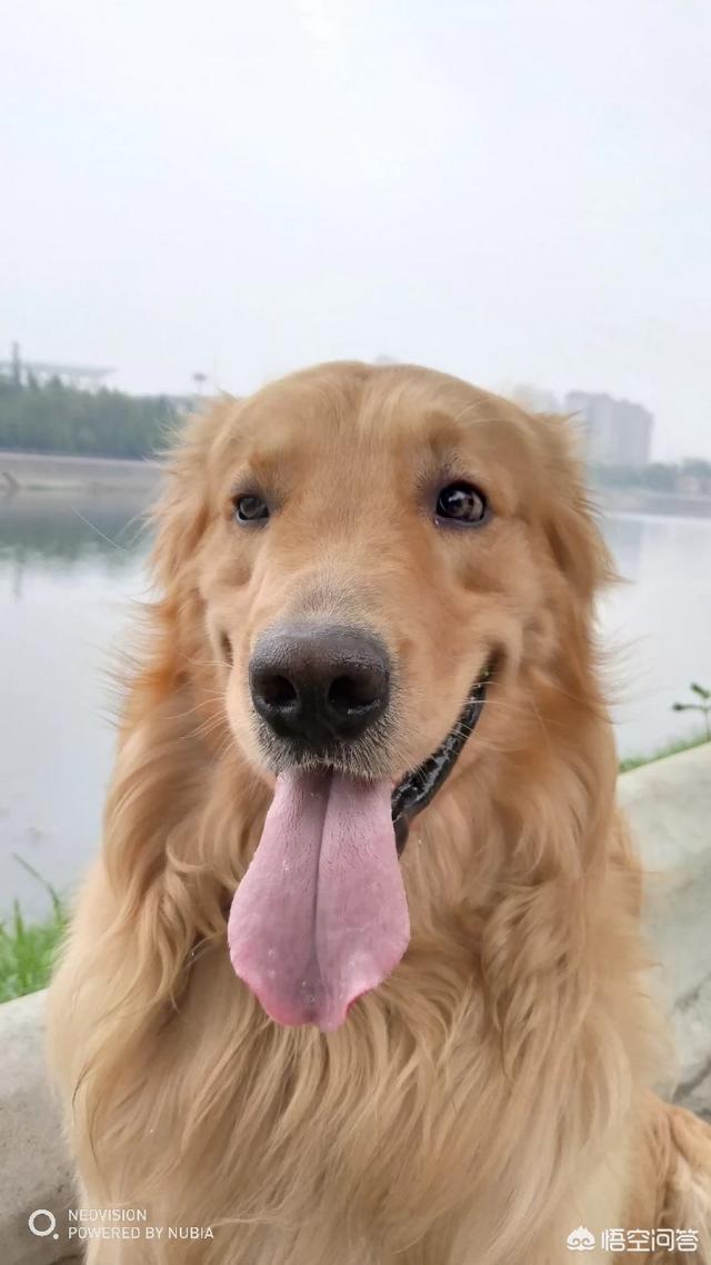 金毛拐卖牧羊犬电影:为什么金毛死亡率那么高？