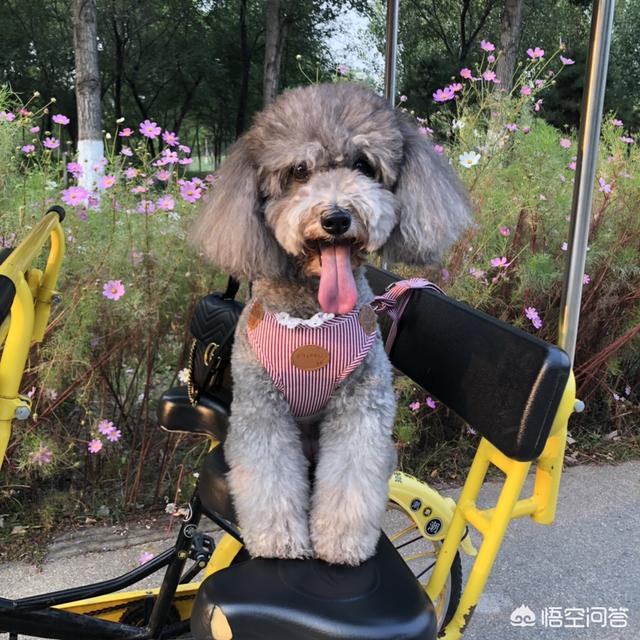 贵宾犬的图片欣赏:为什么有些人说，养贵宾犬别养公的，究竟有什么不好？