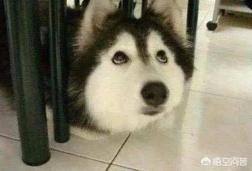 新乡宠物犬领养:沈阳宠物犬领养 要给狗狗做绝育吗？做了绝育之后狗狗有哪些反应？