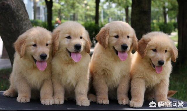 买金毛(买金首饰哪个品牌店好)