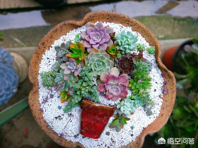 头条问答 如何用大型的圆花盆拼养多肉植物 园艺印象的回答 0赞