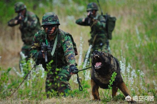 德牧犬名犬名血:为什么德国牧羊犬是犬中之王？