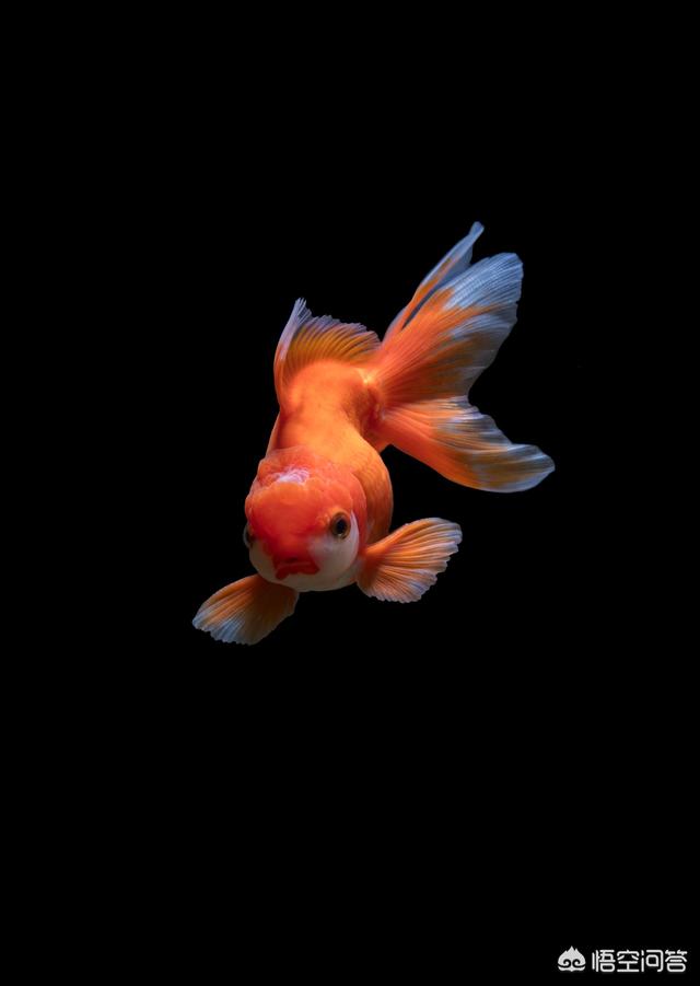 头条问答 新买的金鱼拖着长长的便便 一周都没开口吃东西是怎么回事 10个回答