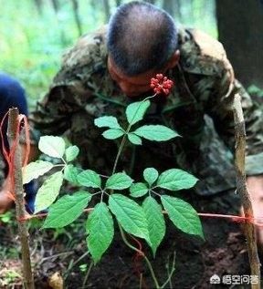 挖参灵异事件:找到人参要系上红绳，防止它长腿跑了，流传至今是真的吗？