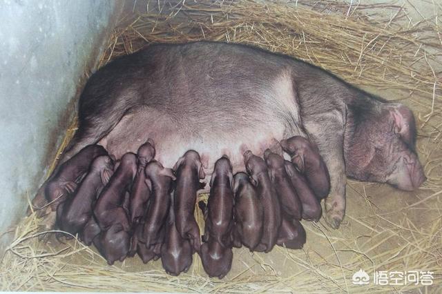 小猪拉稀不吃食怎么办？插图20