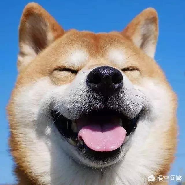 微笑天使狗狗图片柴犬:特别喜欢柴犬治愈系的微笑，你们呢？