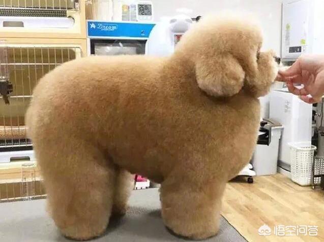 快乐到家贵宾狗图片:刚回到家的时候，泰迪犬为什么会那么高兴？