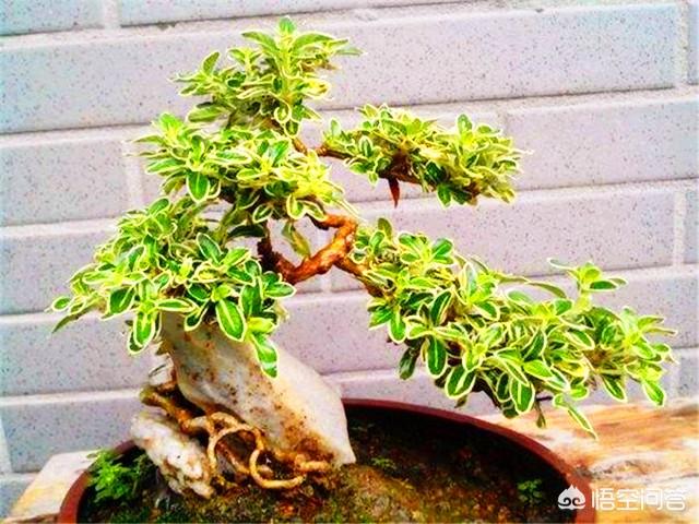 盆景六月雪怎么养护:六月雪如何制作微型盆景？
