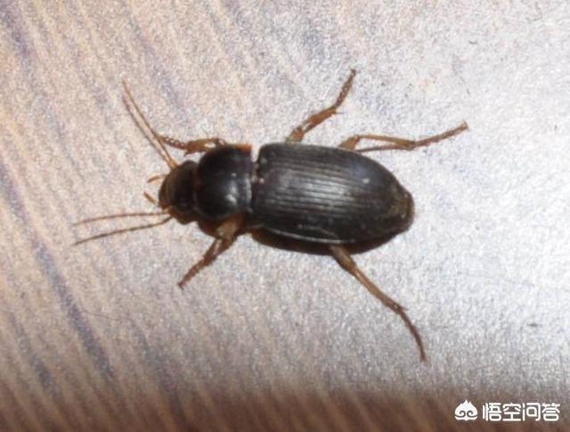 头条问答 - 北方的蟑螂有多小?(2个回答)