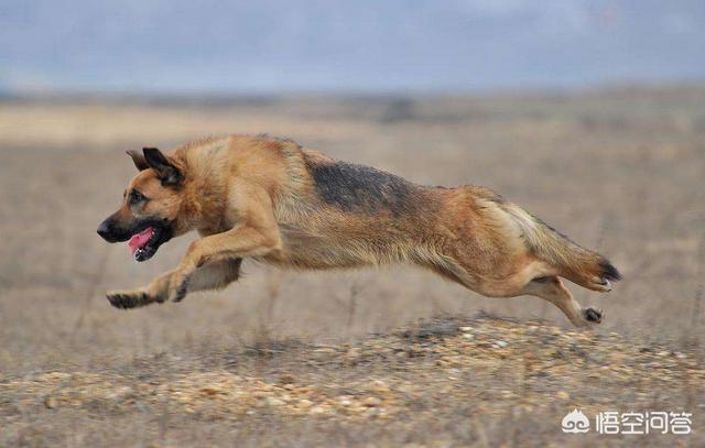 德国獒犬图片大全:哪种狼狗打得过德国牧羊犬？为什么？ 英国獒犬图片大全