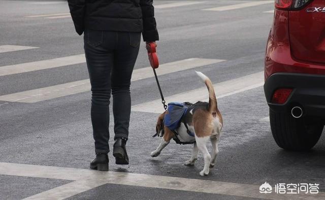 爱与狗同行:爱狗人士对社会有什么危害？