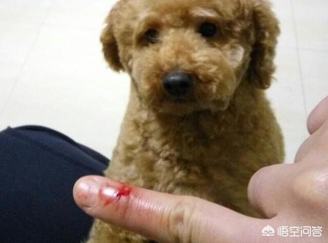 我家泰迪怕狗怎么办:如何知道泰迪犬，是否有狂犬病？