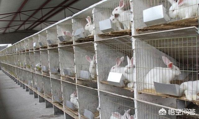 最挣钱的兔子品种:想养殖肉兔，大家给点建议，利润怎么样？ 什么品种兔子好养