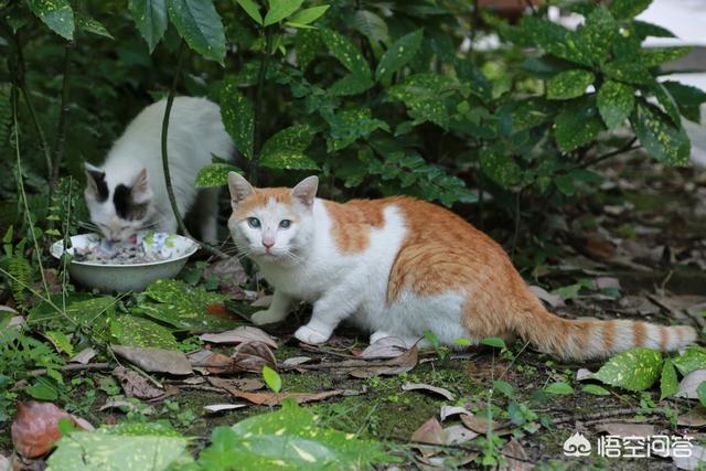 头条问答- 流浪猫都是如何生存下来的？(98个回答)