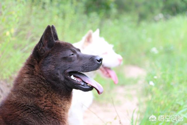 看门犬什么最好:乡下想要保家护院养什么品种的狗好呢？