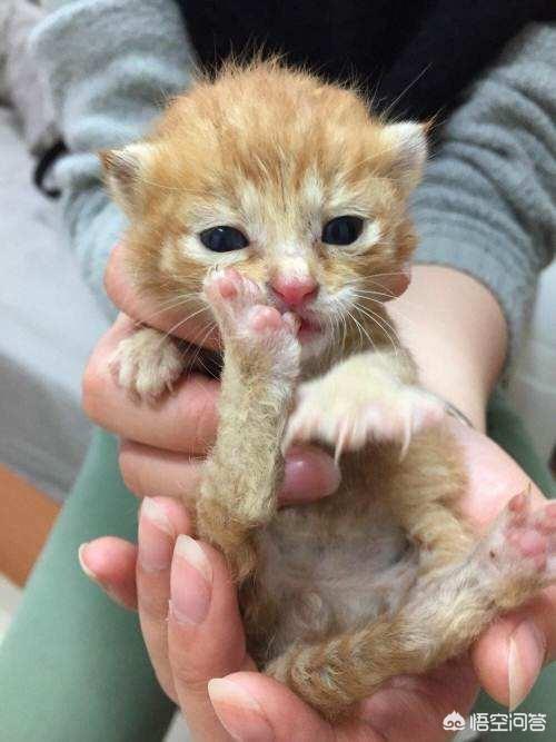 gimpet猫窝:2个多月大的小猫咪，只有一斤重，体检的时候有猫藓，怎么办？