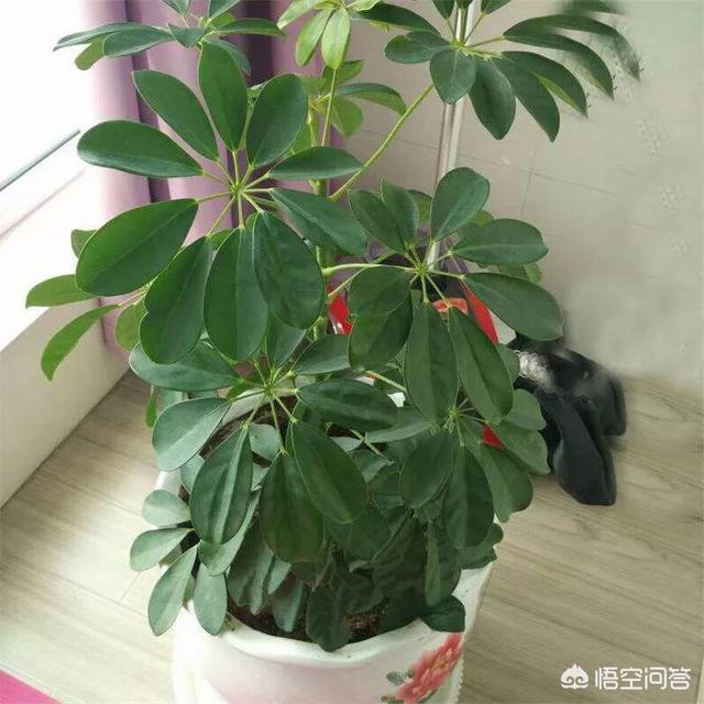 燕子掌有毒:燕子掌叶子有黑点怎么回事？