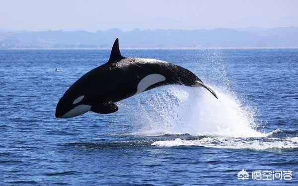 海洋鱼类百科:海洋中有哪些聪明的鱼类、鲸类？