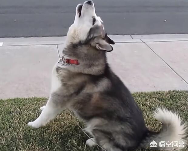 一只名叫痛苦的狗:狗狗为什么有的时候会学狼嚎？