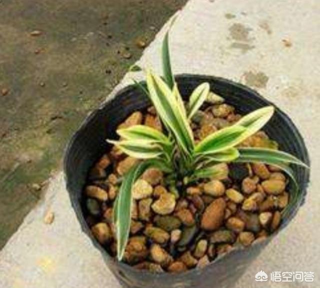 建兰的养殖方法:建兰的养殖方法和注意事项 建兰凤凰冠的养殖方法是什么？