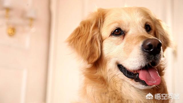 金毛犬吃什么莱:金毛犬喜欢吃什么不能吃什么？ 金毛犬喜欢吃什么