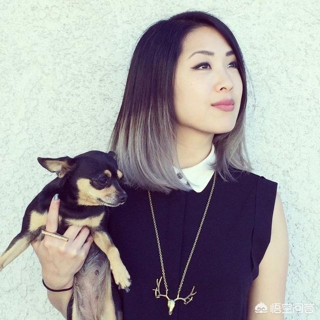 美系秋田犬灰色:2019还流行灰色的头发吗？有哪些好看的灰色系发色推荐？ 美系秋田犬价格
