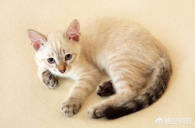 耐威克猫粮怎么样:淘宝上那些很便宜的猫粮靠不靠谱？
